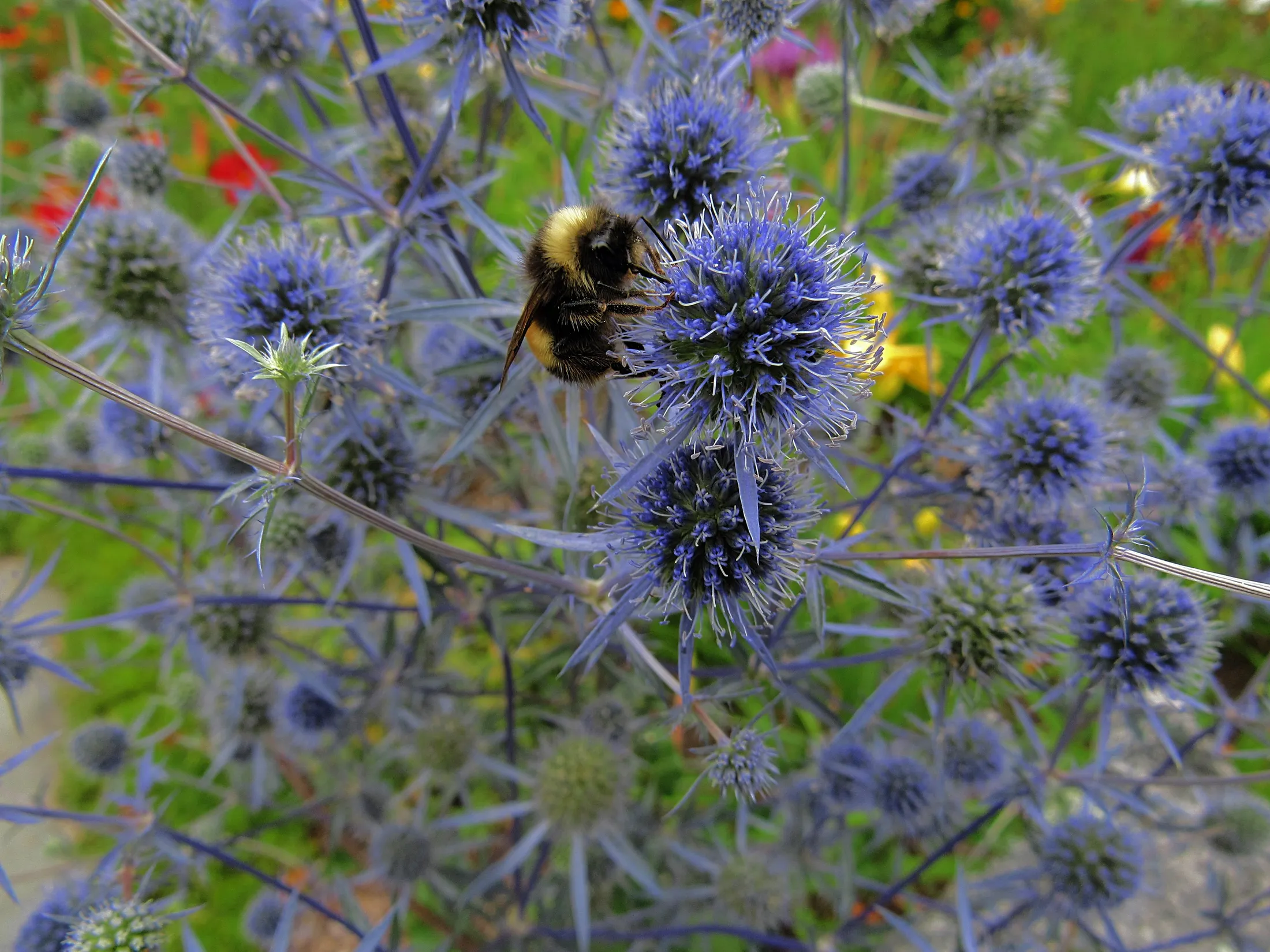 Bumblebee