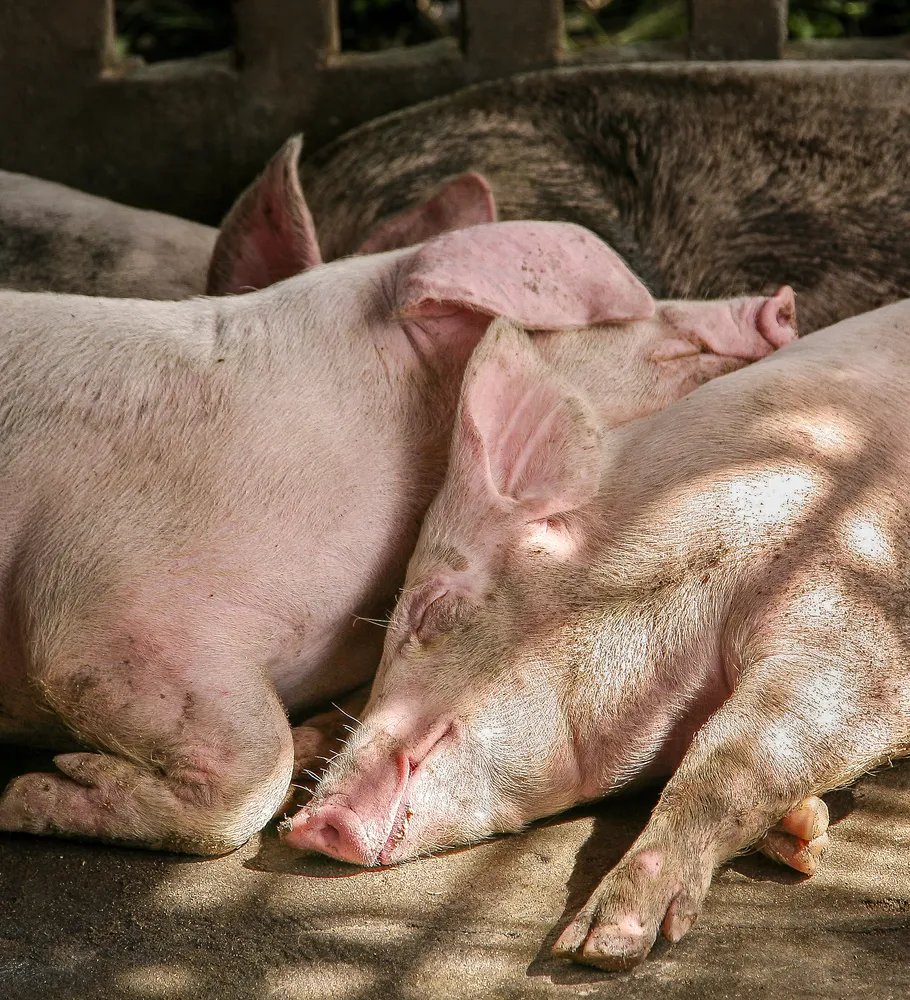 Sleeping Pigs