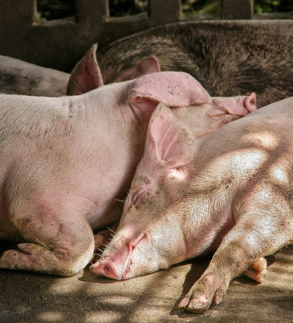 Sleeping Pigs