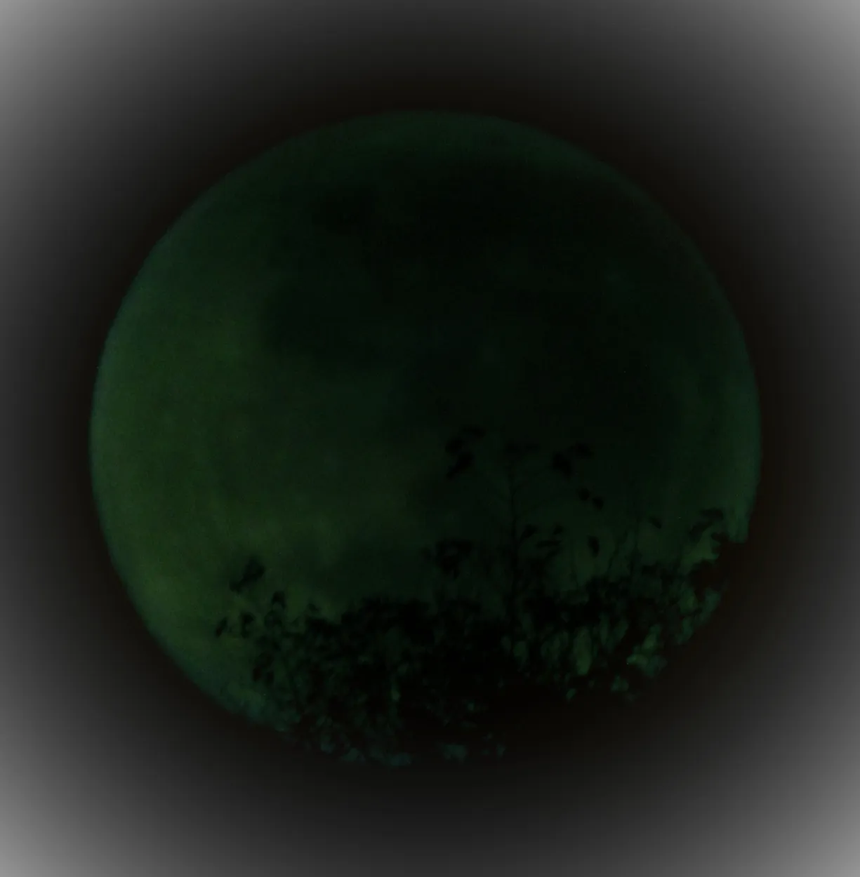 The moon