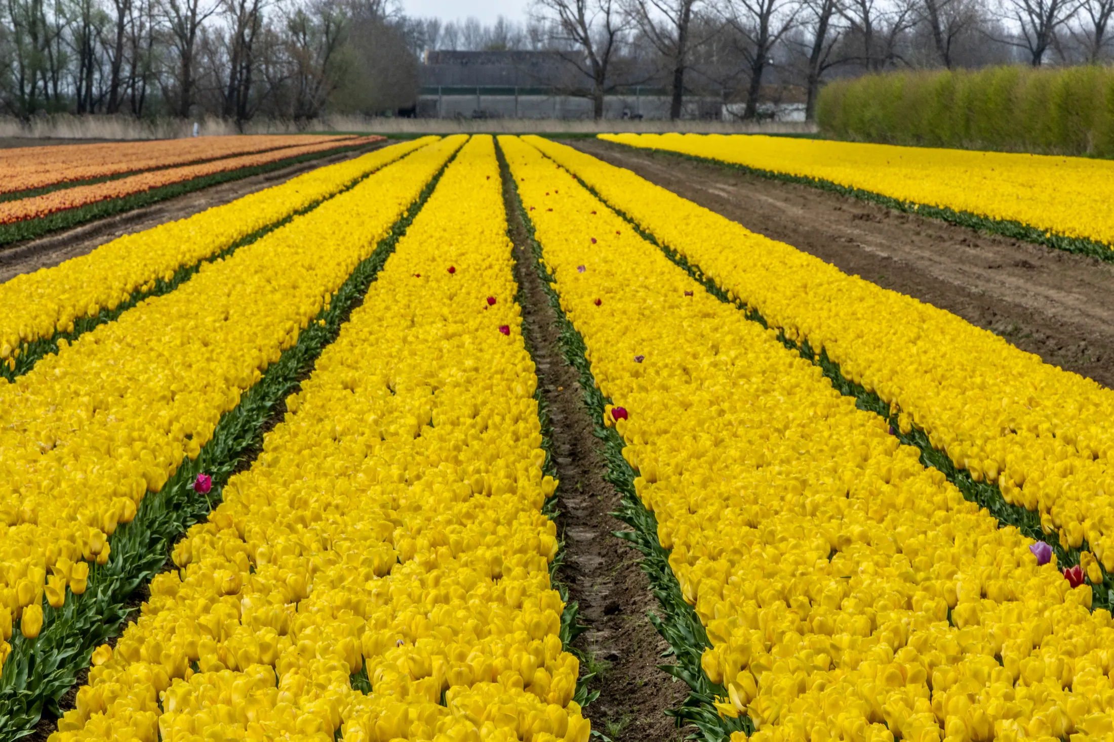 A field of yellow tulips