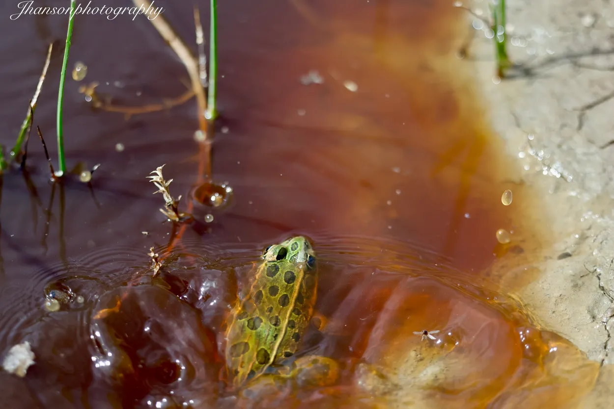 Super frog