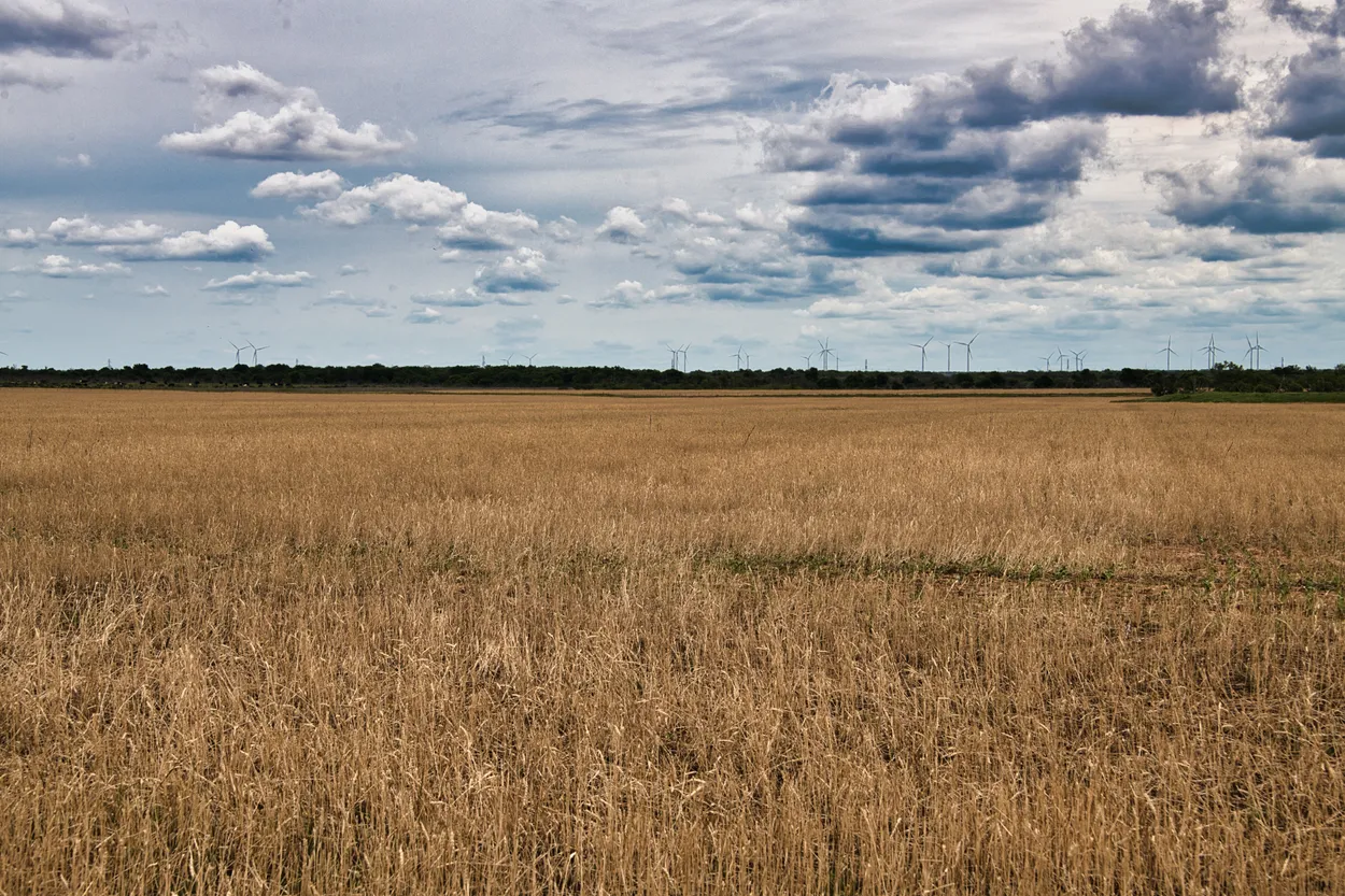 Blades of Grass