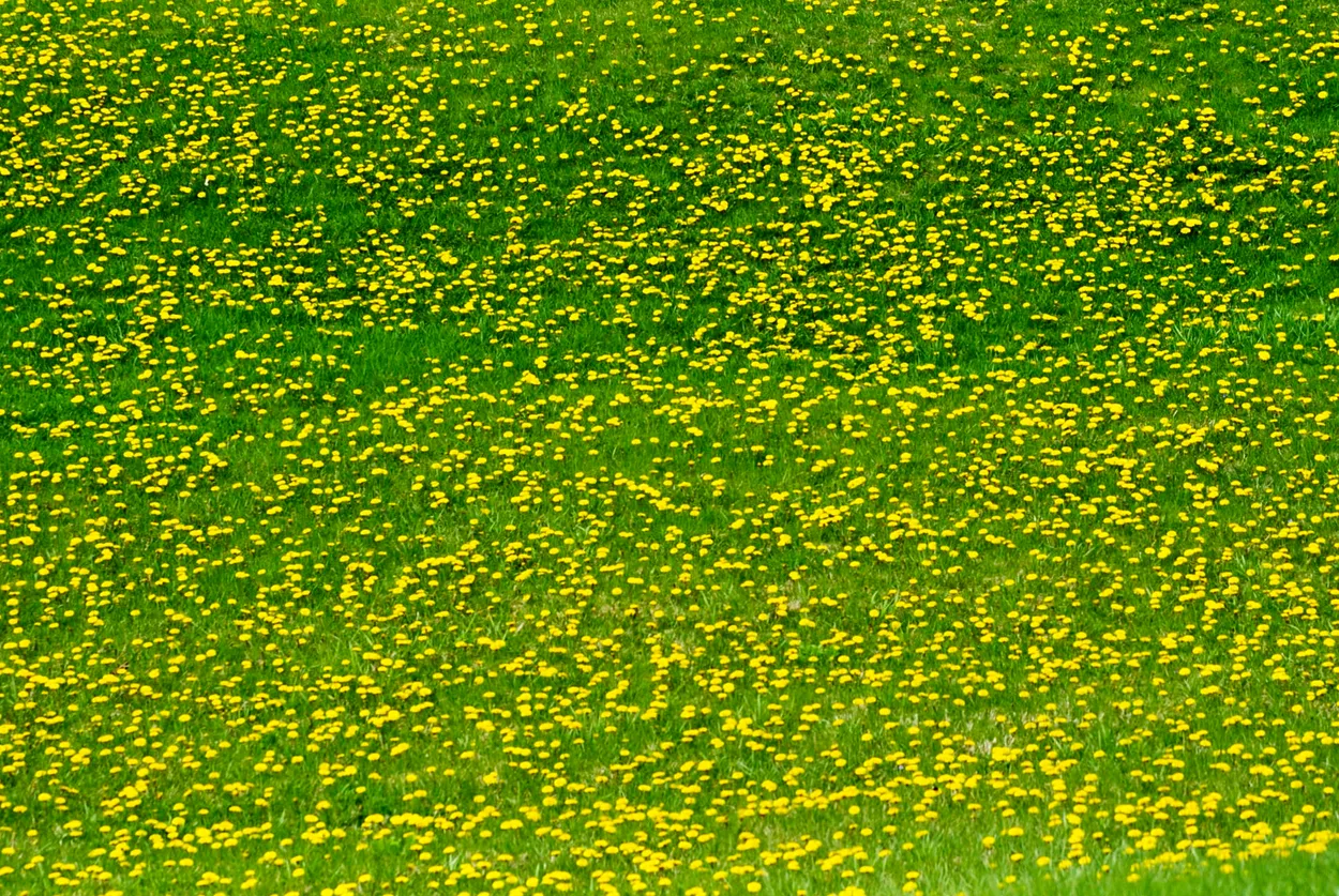 Field of Dandelions