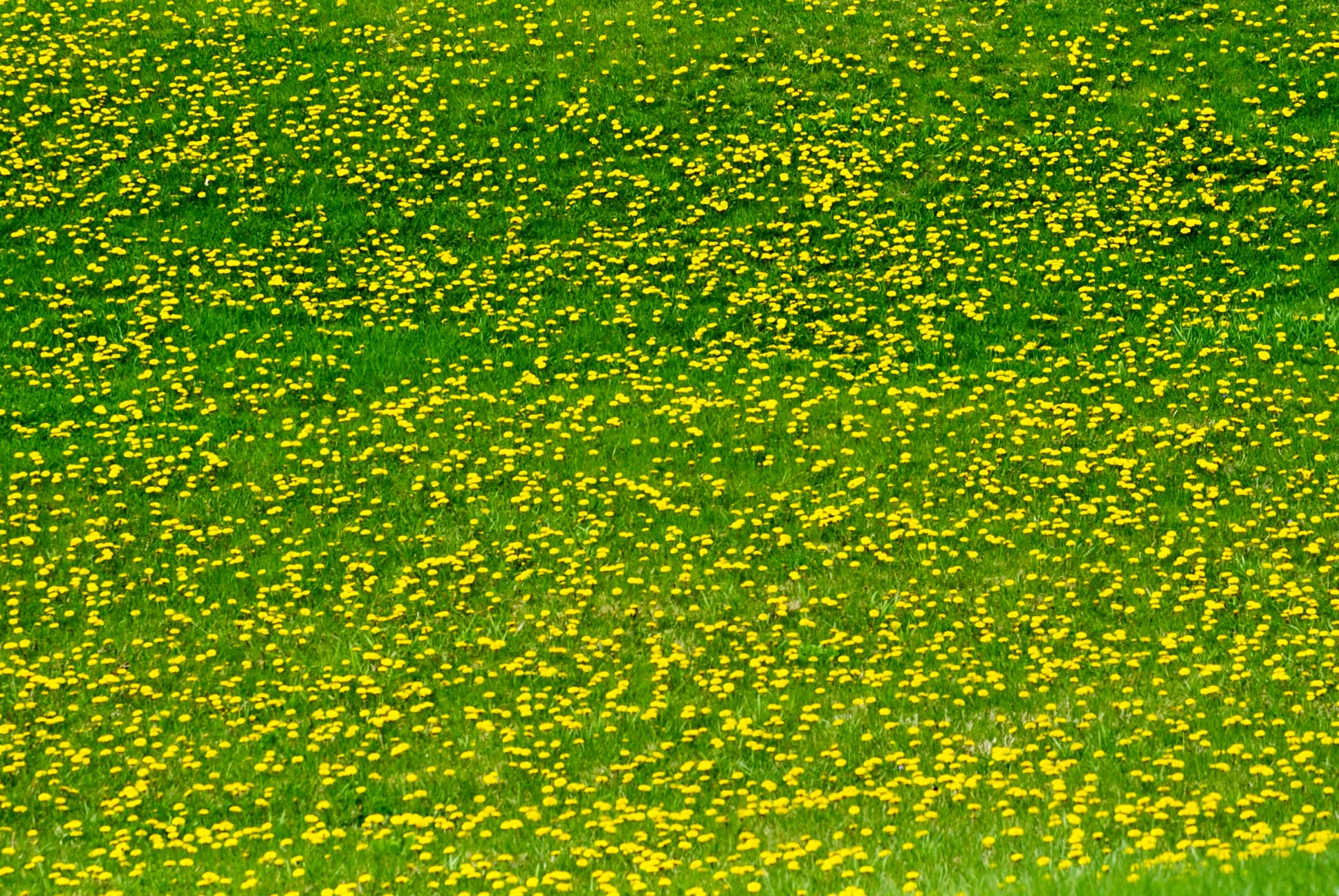 Field of Dandelions