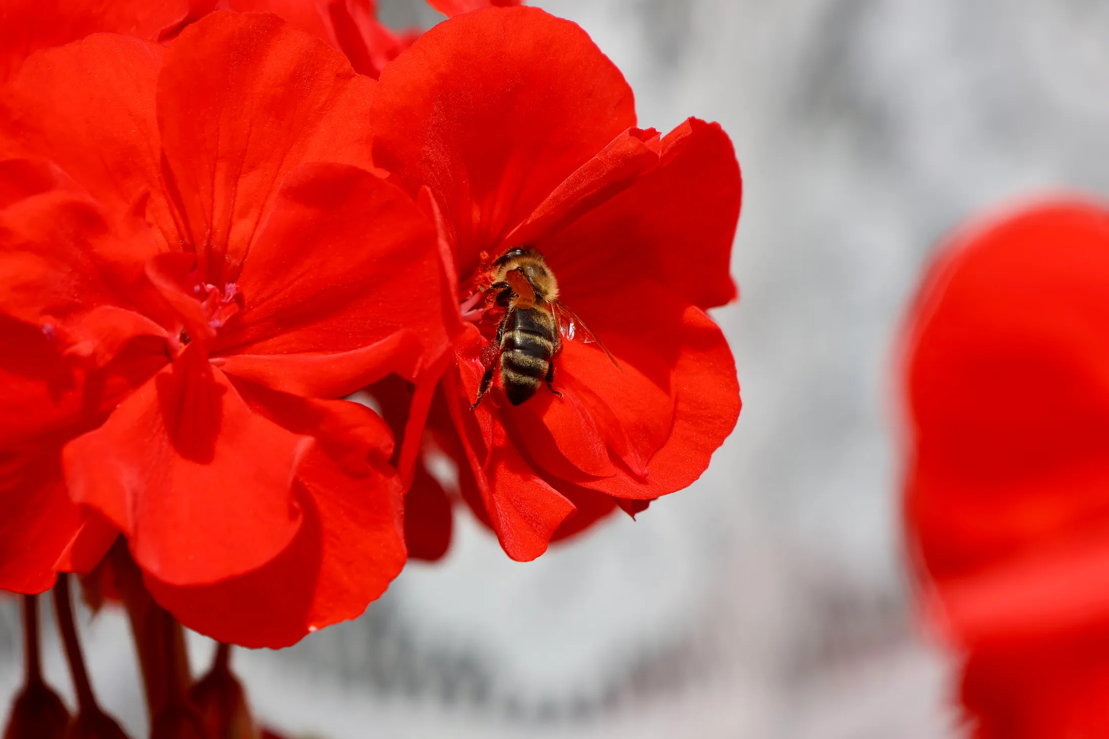 Red Geranium