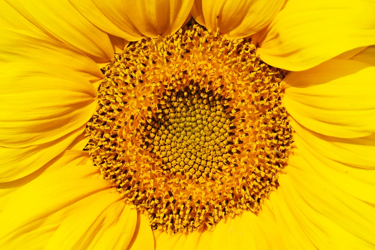 Summer Sunflower
