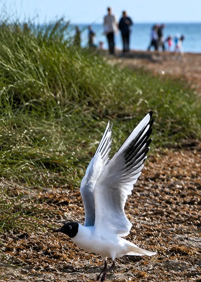 Seagull landing on the old Hunstanton Beach