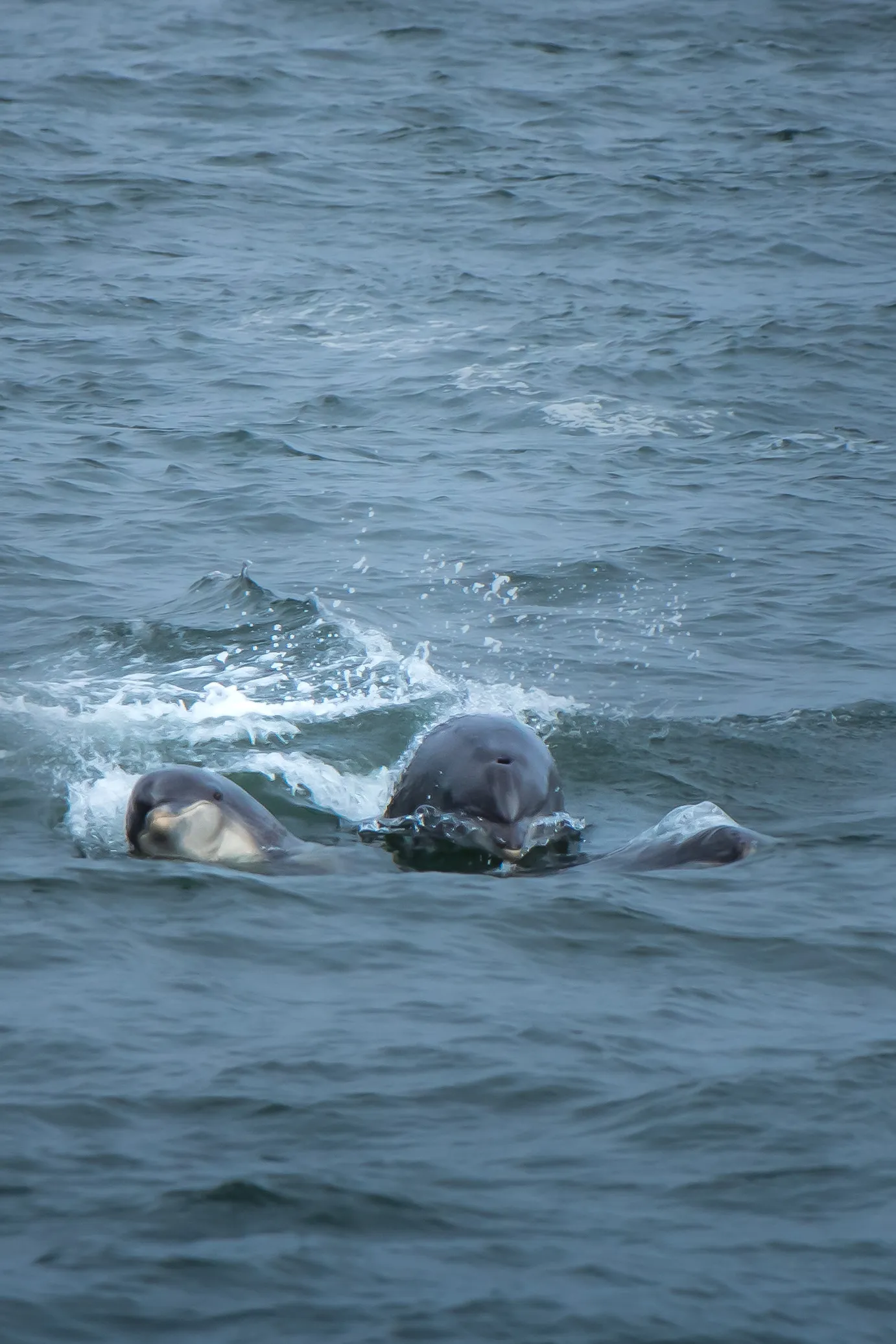 Dolphin Family
