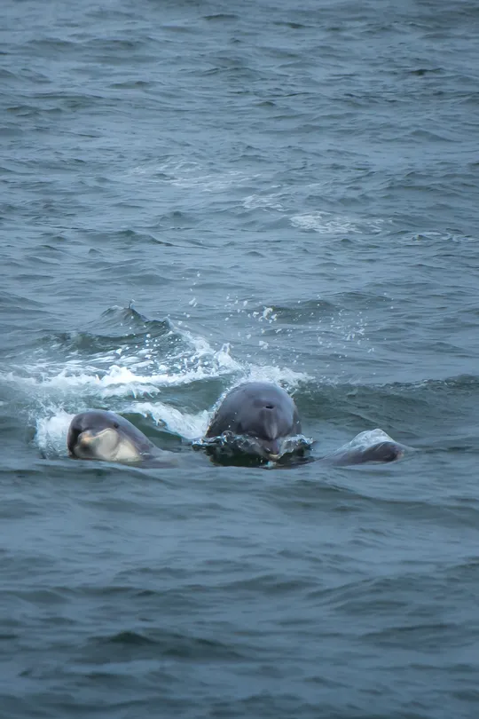 Dolphin Family