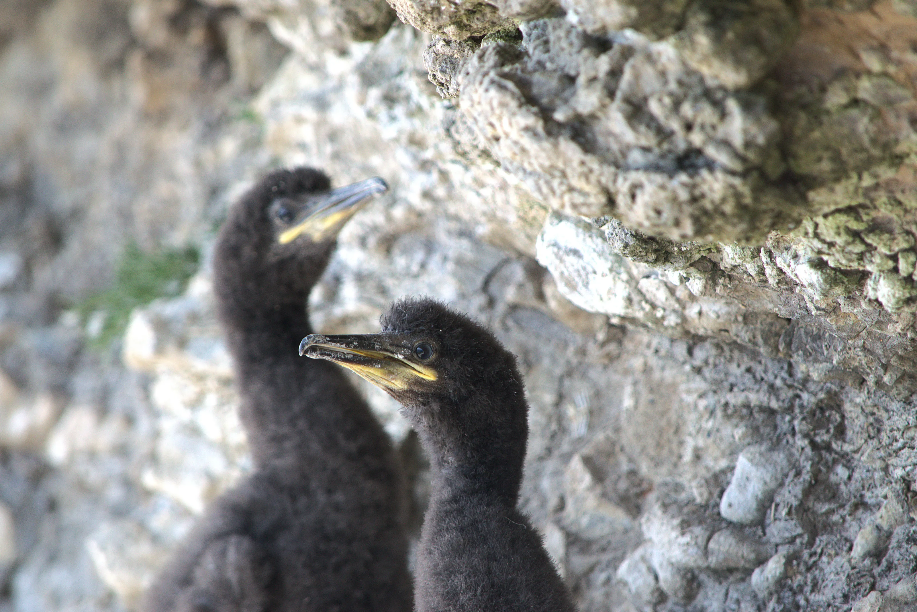 Who’s that looking at us?