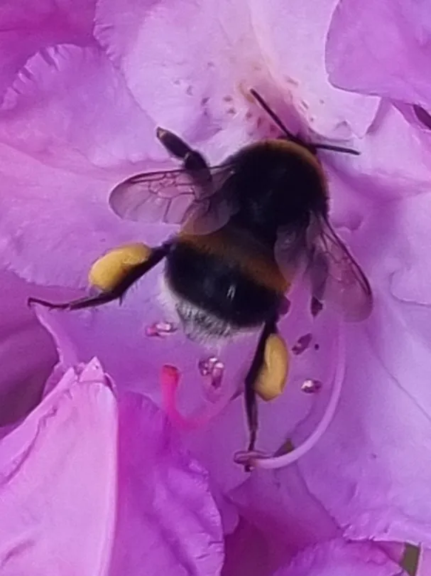 Bee enjoying the rhododendron
