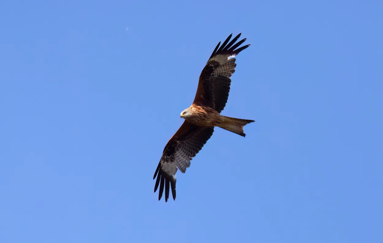 Kite Flying