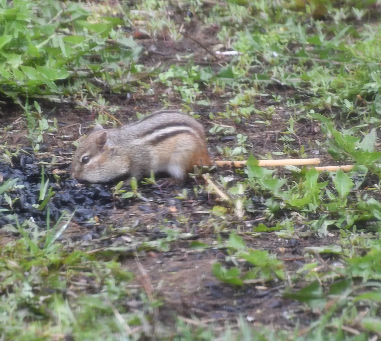 Chipmunk