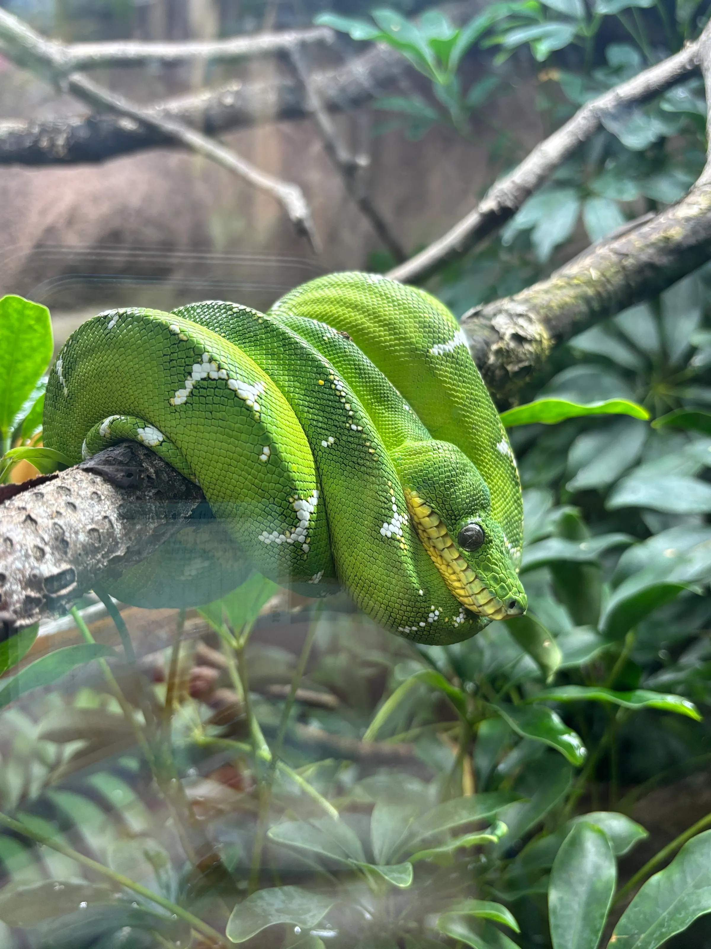 Sssnake