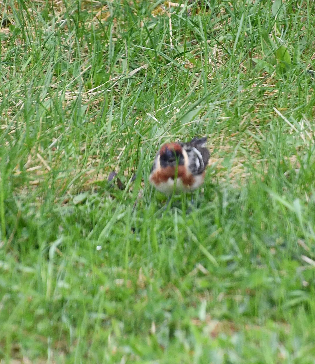 Redpoll