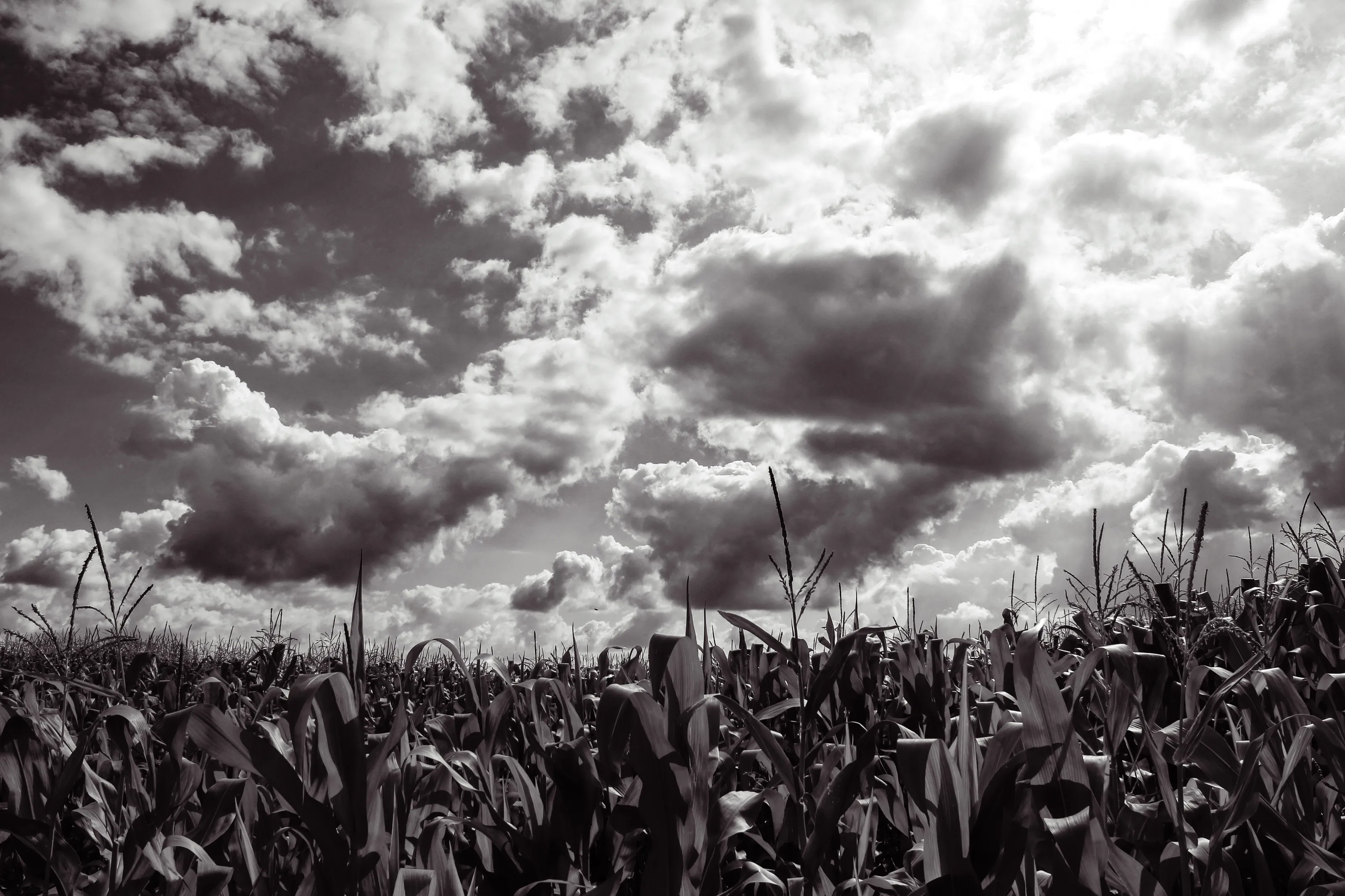 Cornfield