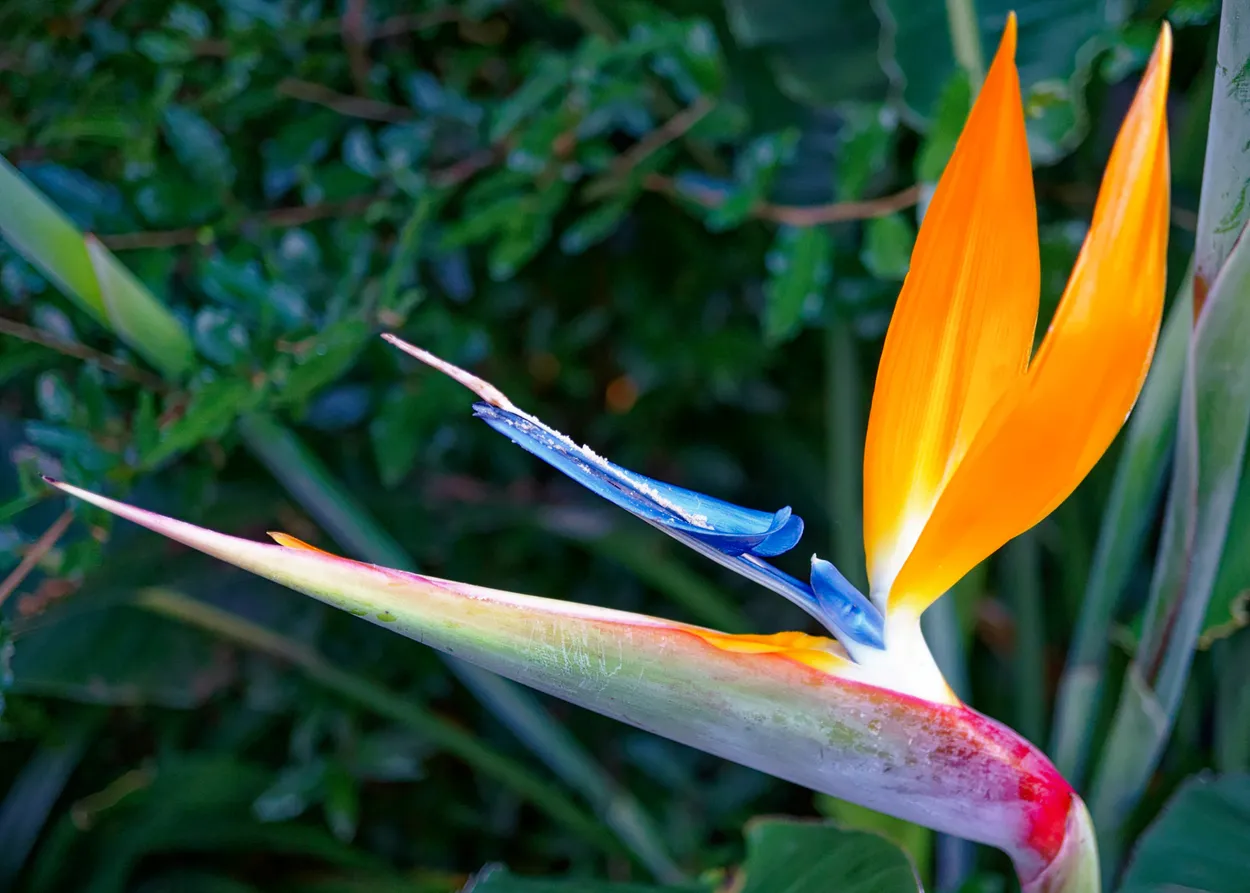 Bird of Paradise plant (Strelitzia reginae)