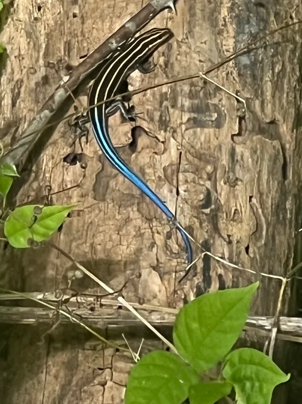 juvenile five-lined skink