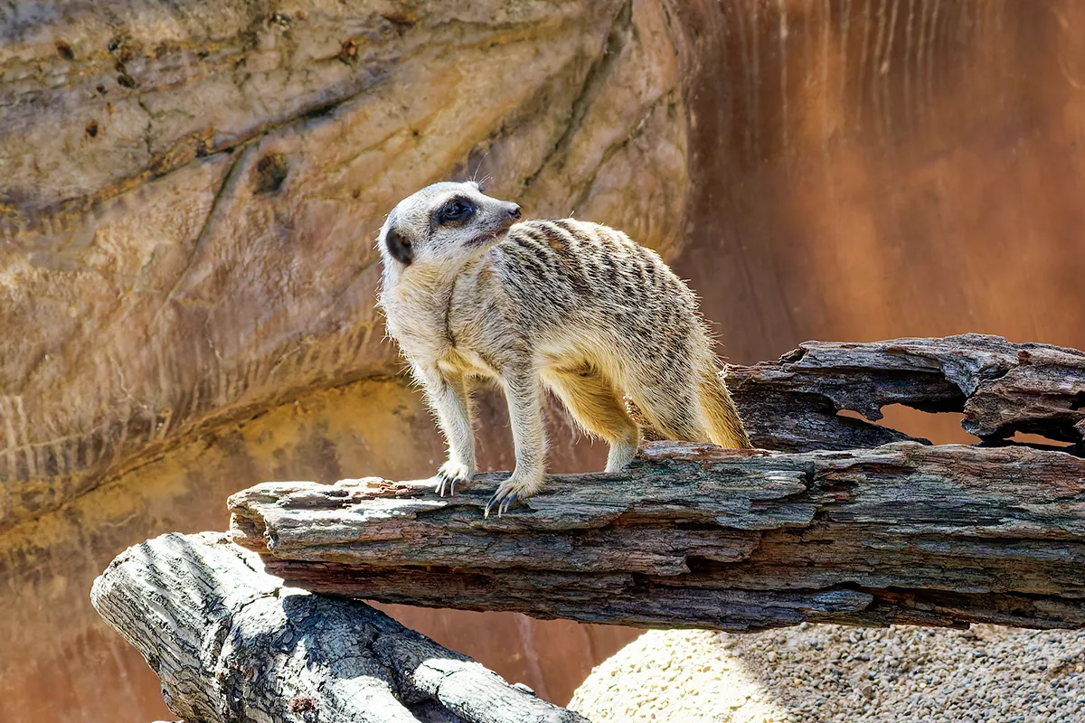 Meercat on lookout