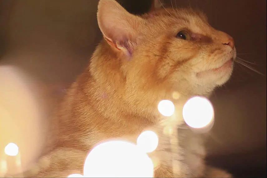 Purrfect model