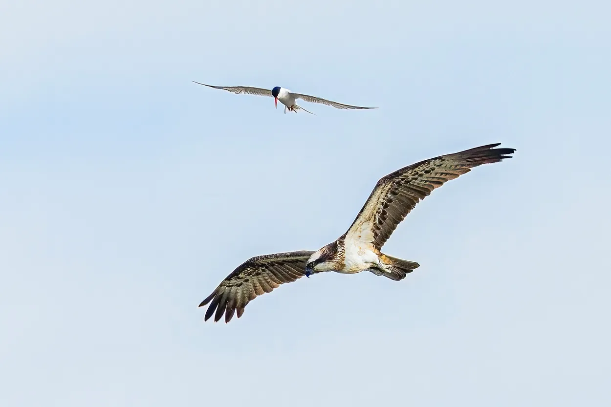 Osprey being attacked by a Common Tern