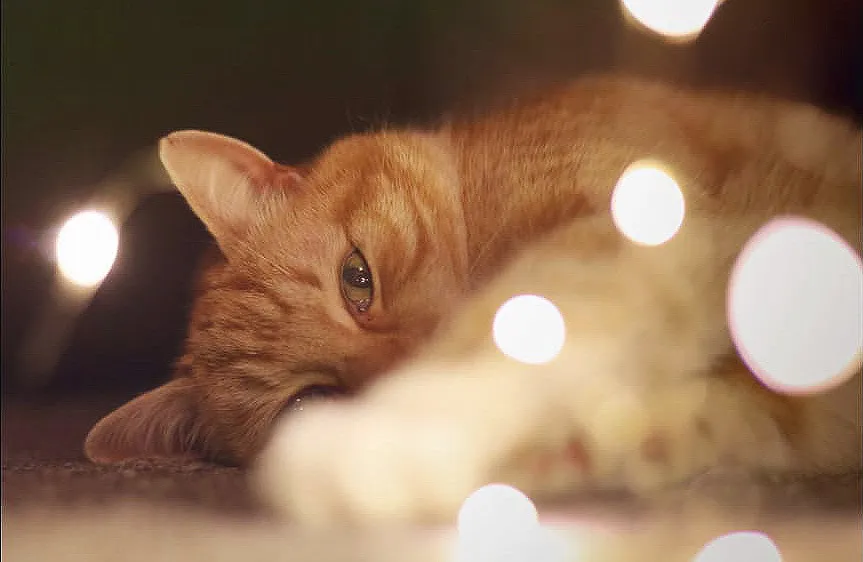 Purrfect model
