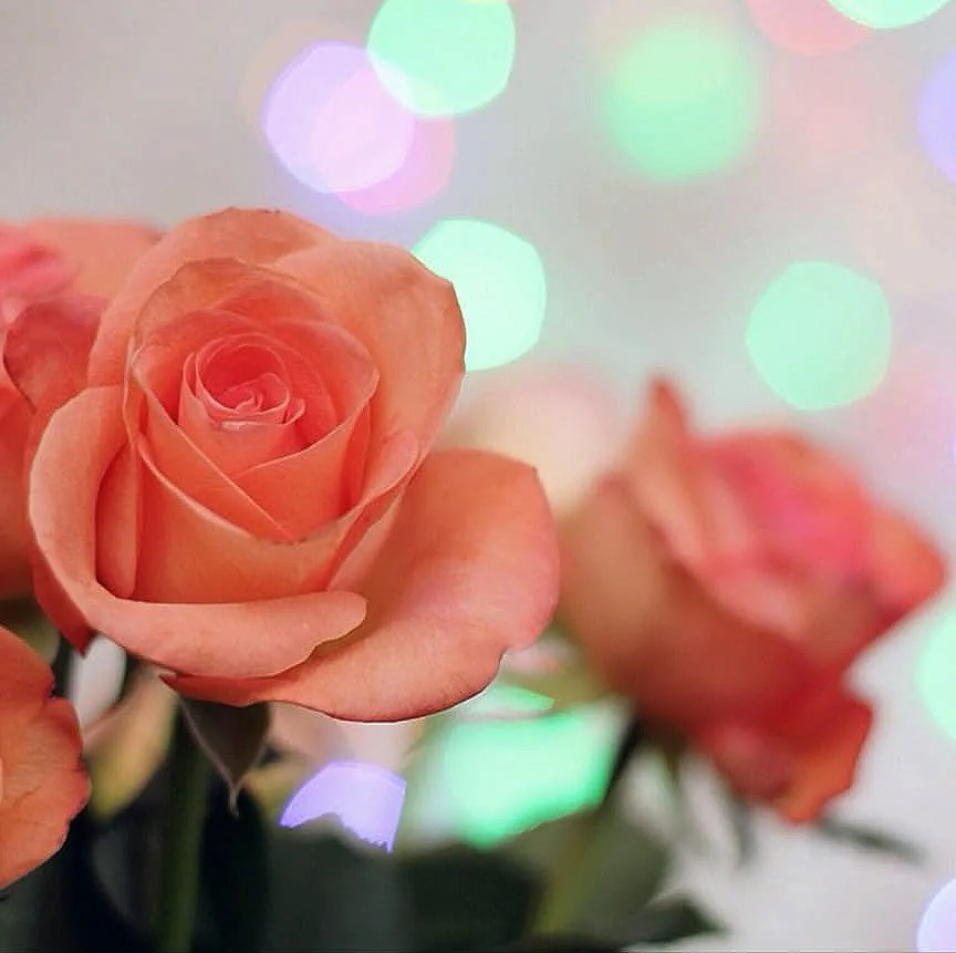 Roses and bokeh