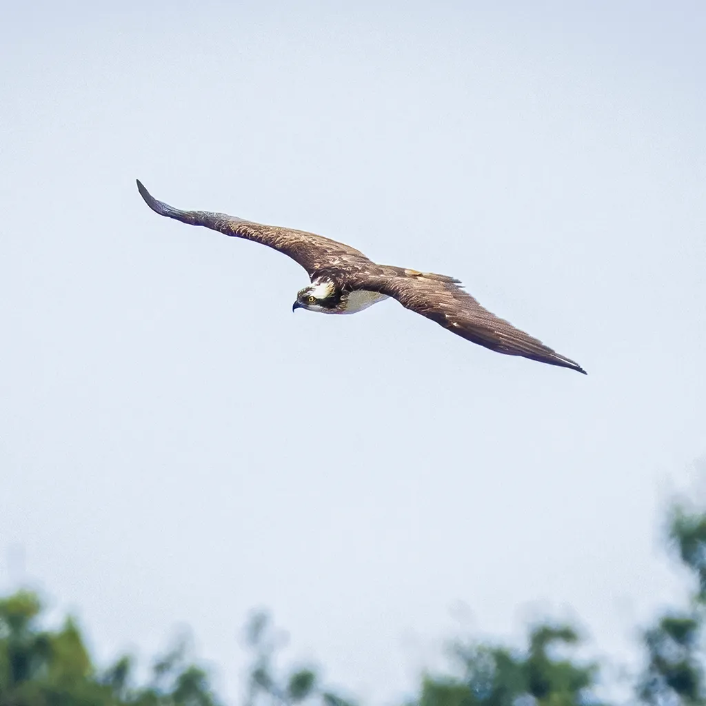 Caribbean Osprey