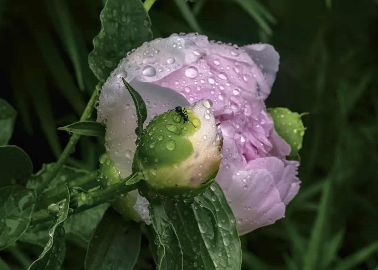 After The Rain V