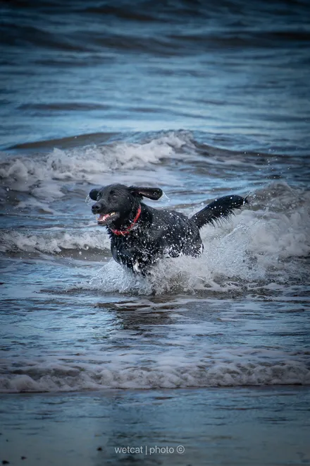 Dog in the sea