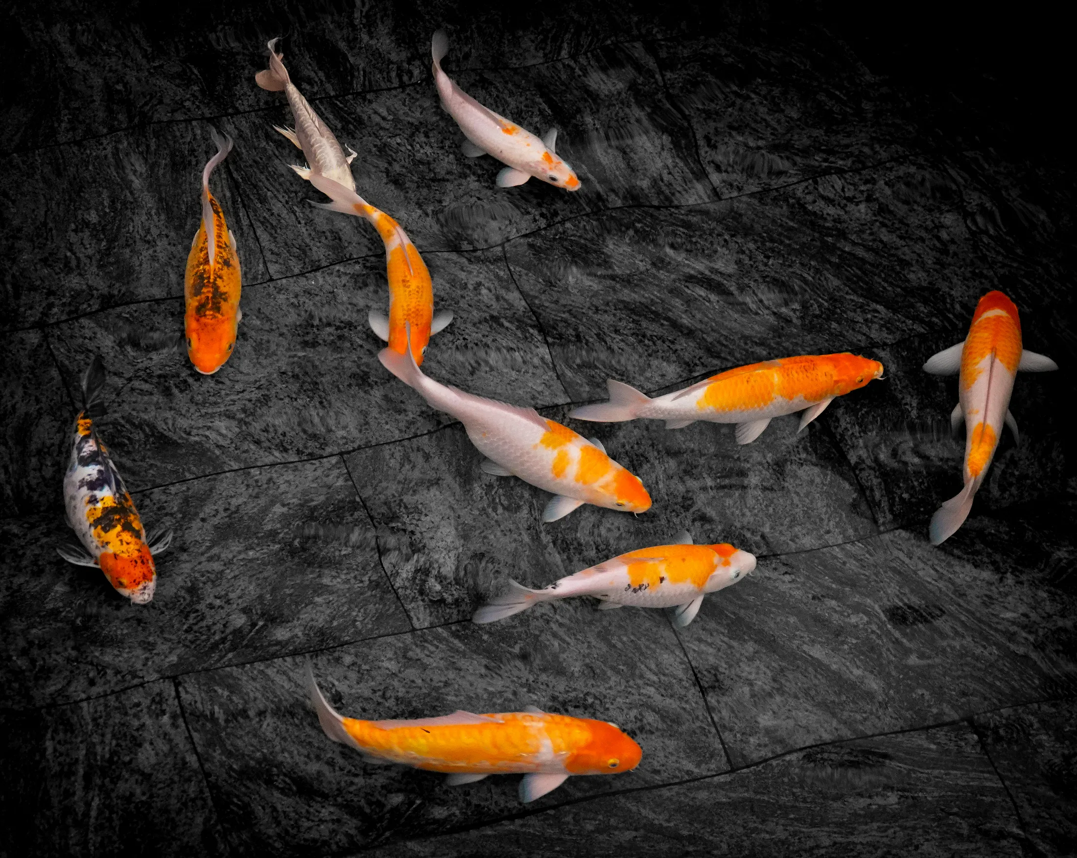 Koi Carp