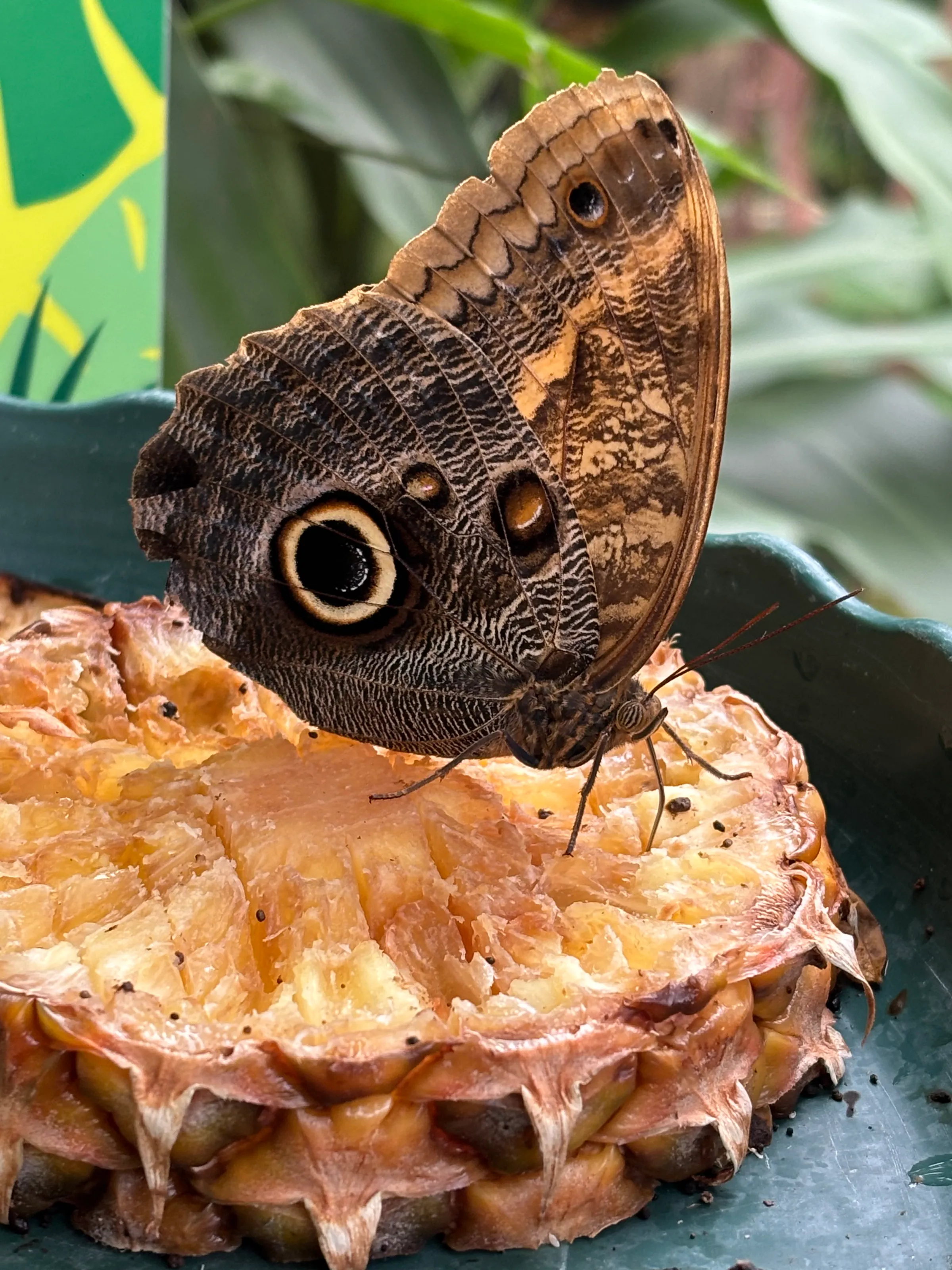 Butterfly eating some fruit