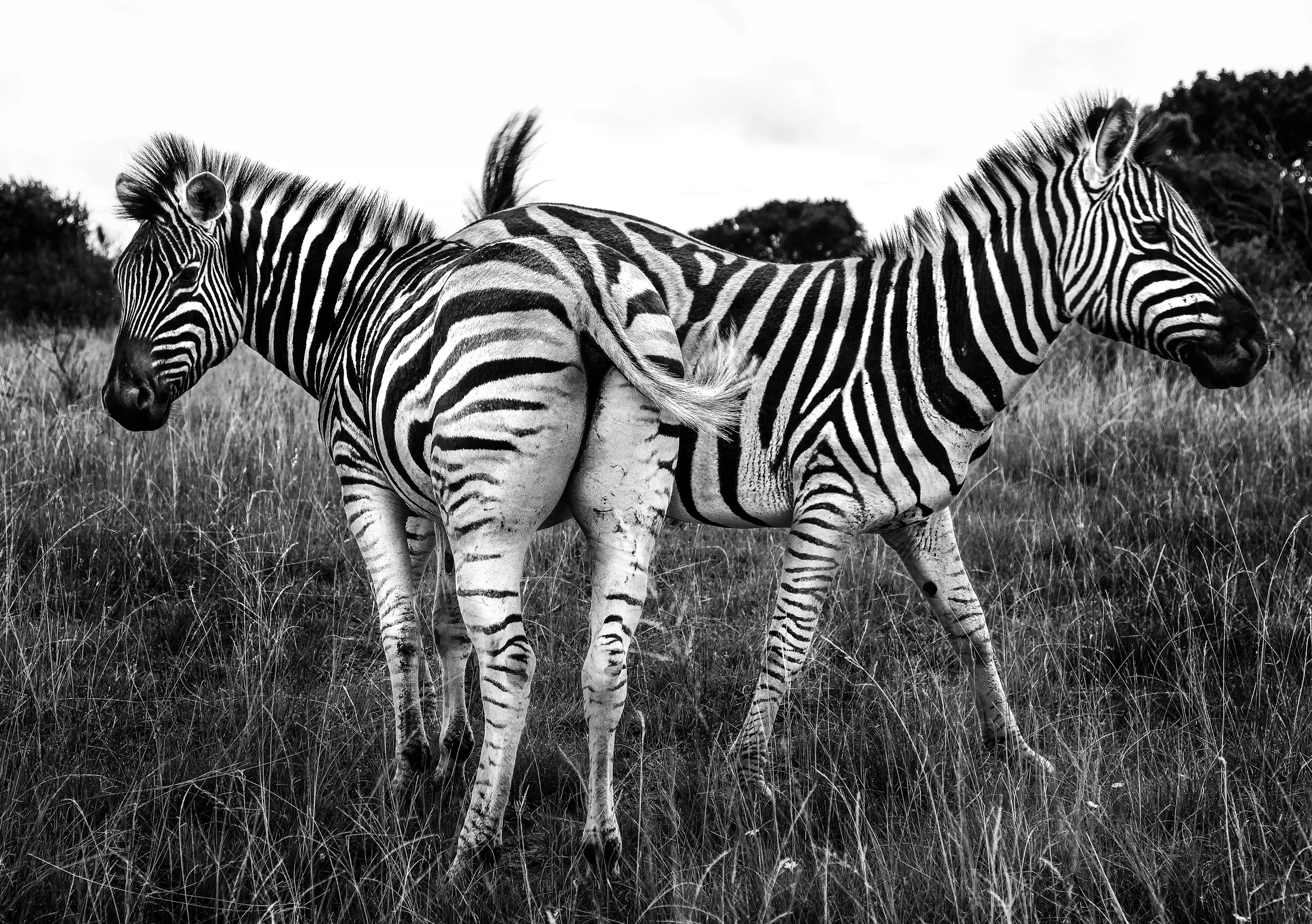 Zebra Pair