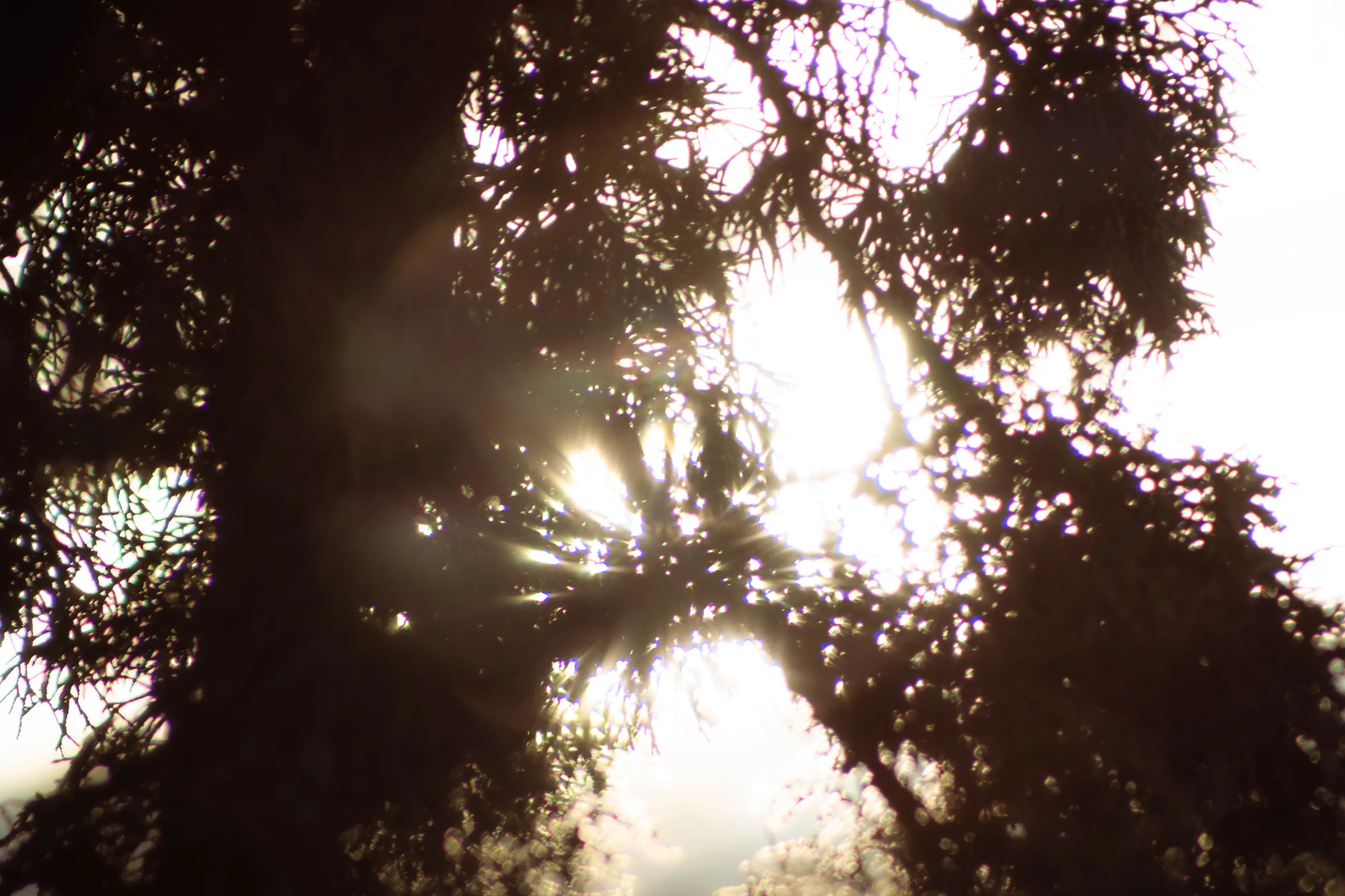 Sunny Pines
