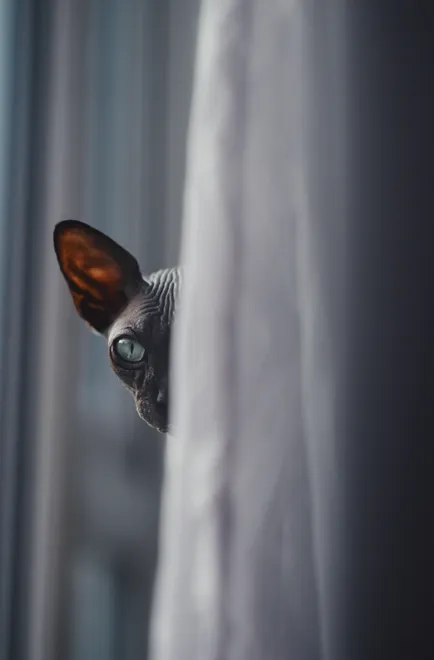 Beautiful sphynx cat hiding behind the curtain