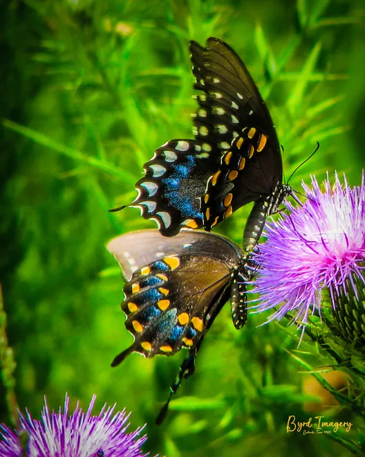 Two Spicebush Swallowtails on a Field Thistle