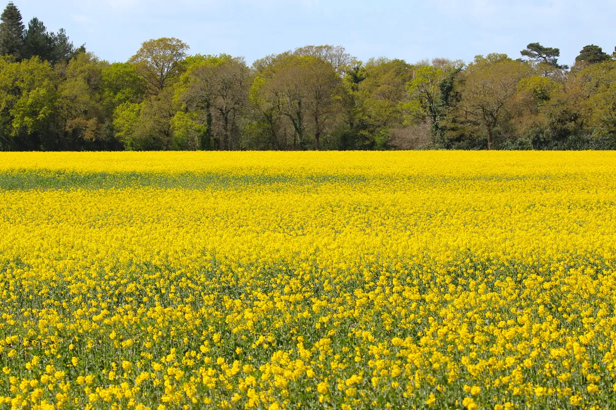 Field of Yellow