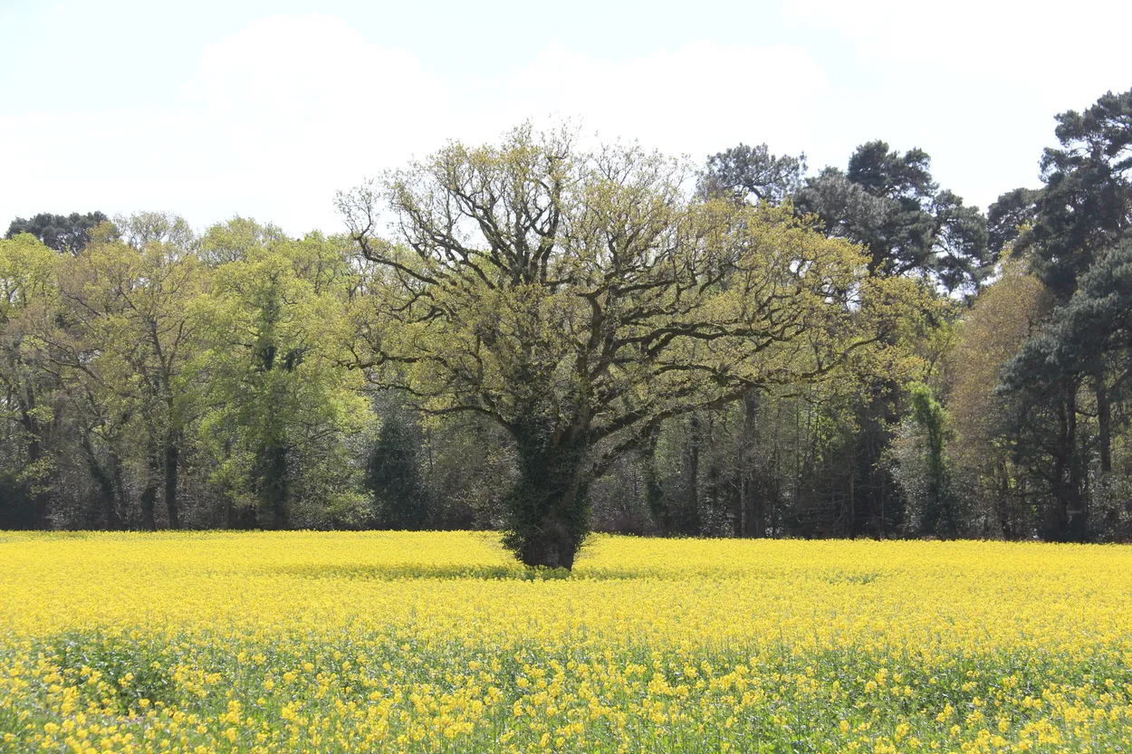 Field of Yellow