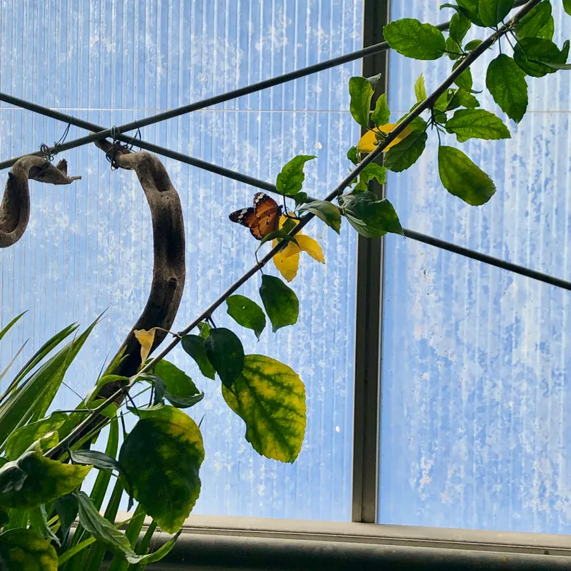 XbutterflyX - 12/1/2019