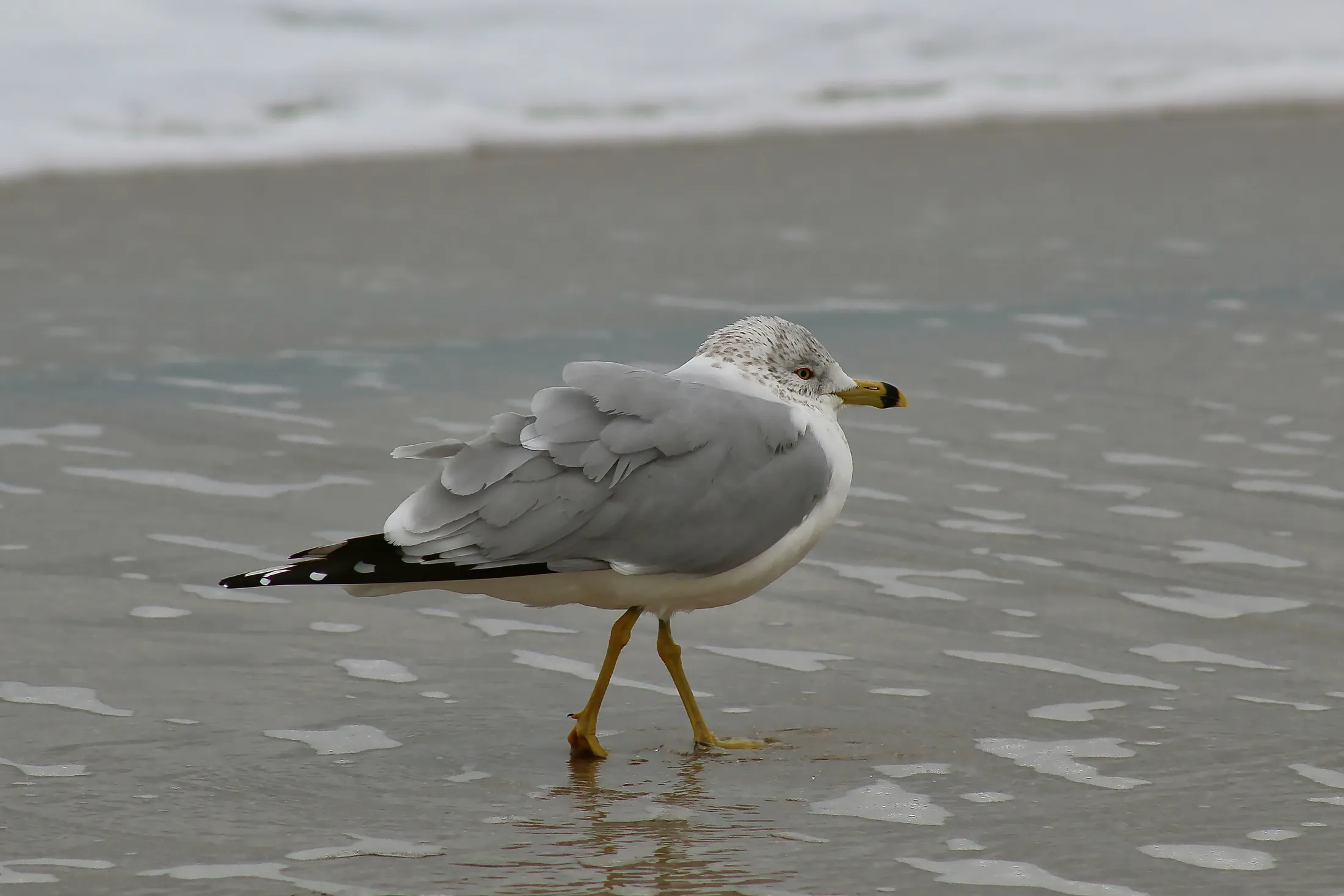 Beachside Strut