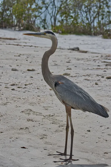 Long-legged Looker