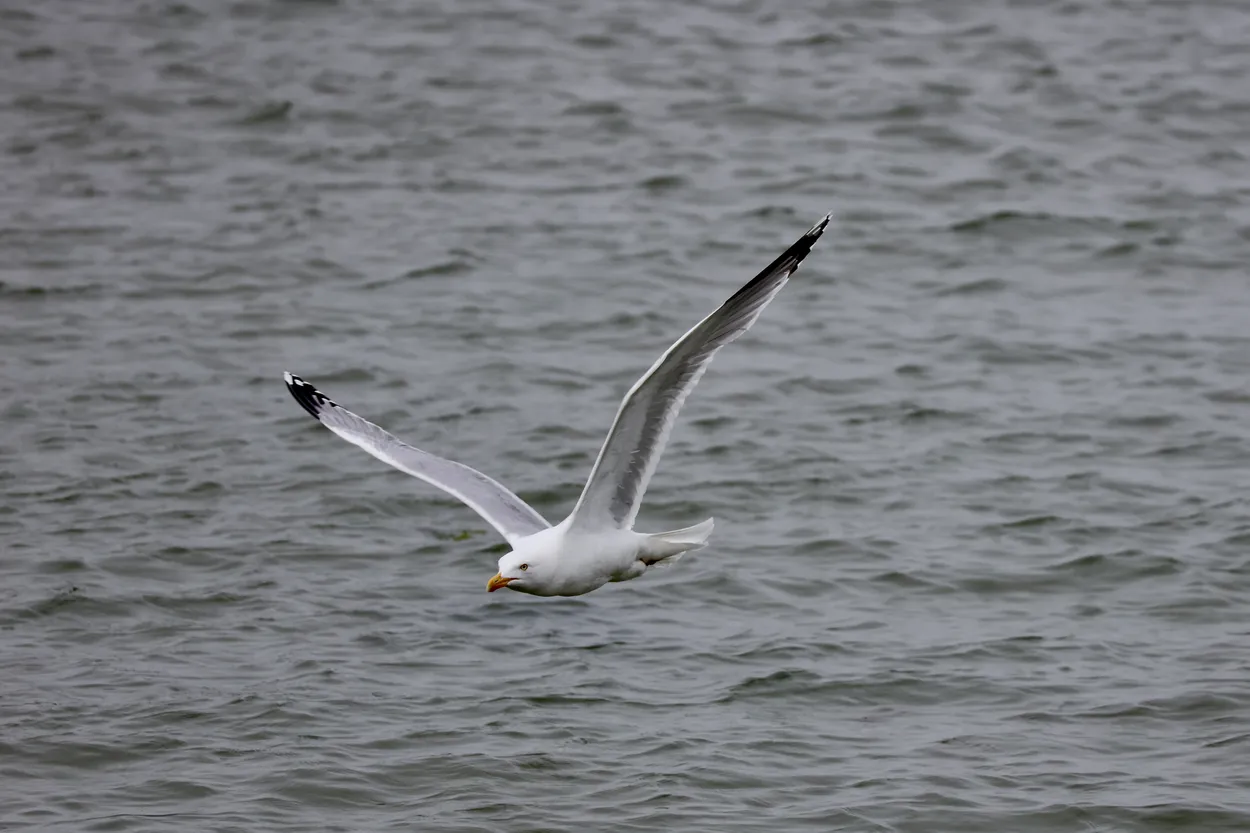 Skimming the surface