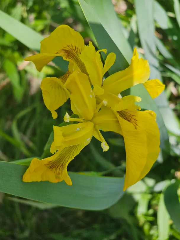 Iris