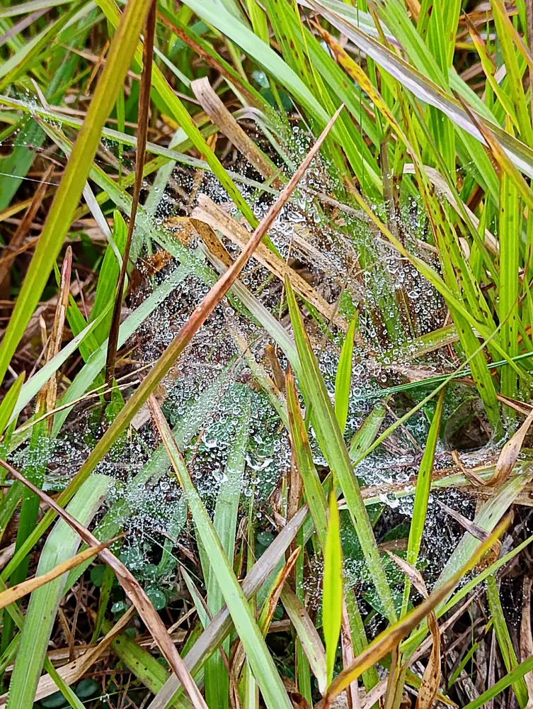 Grass