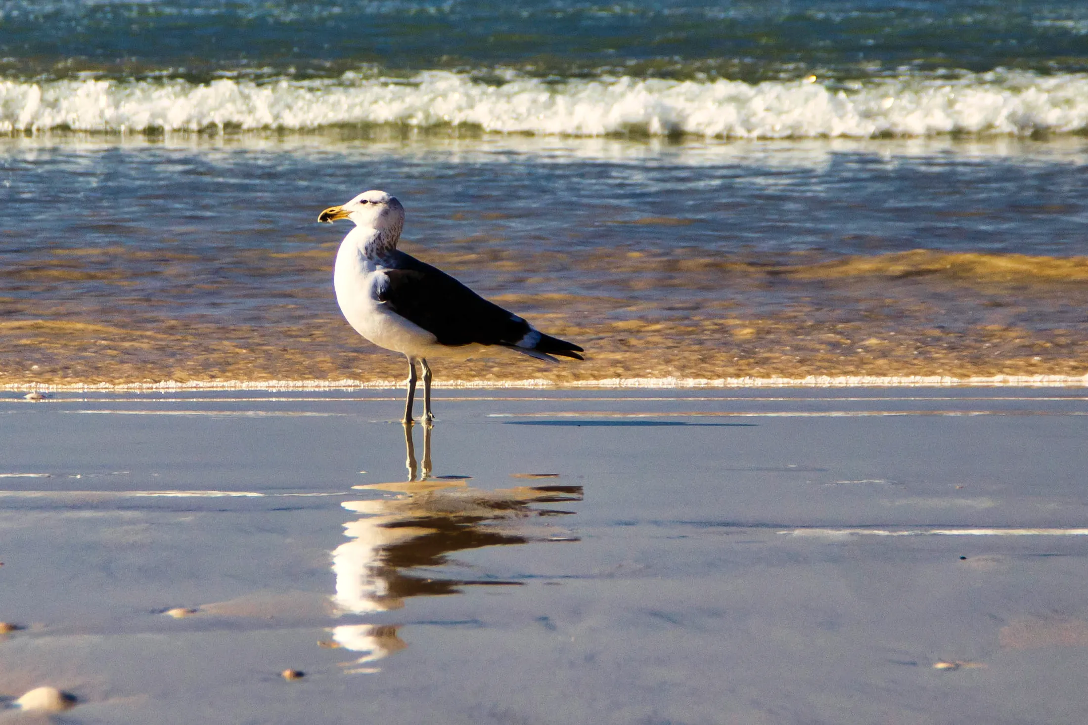 Seagull