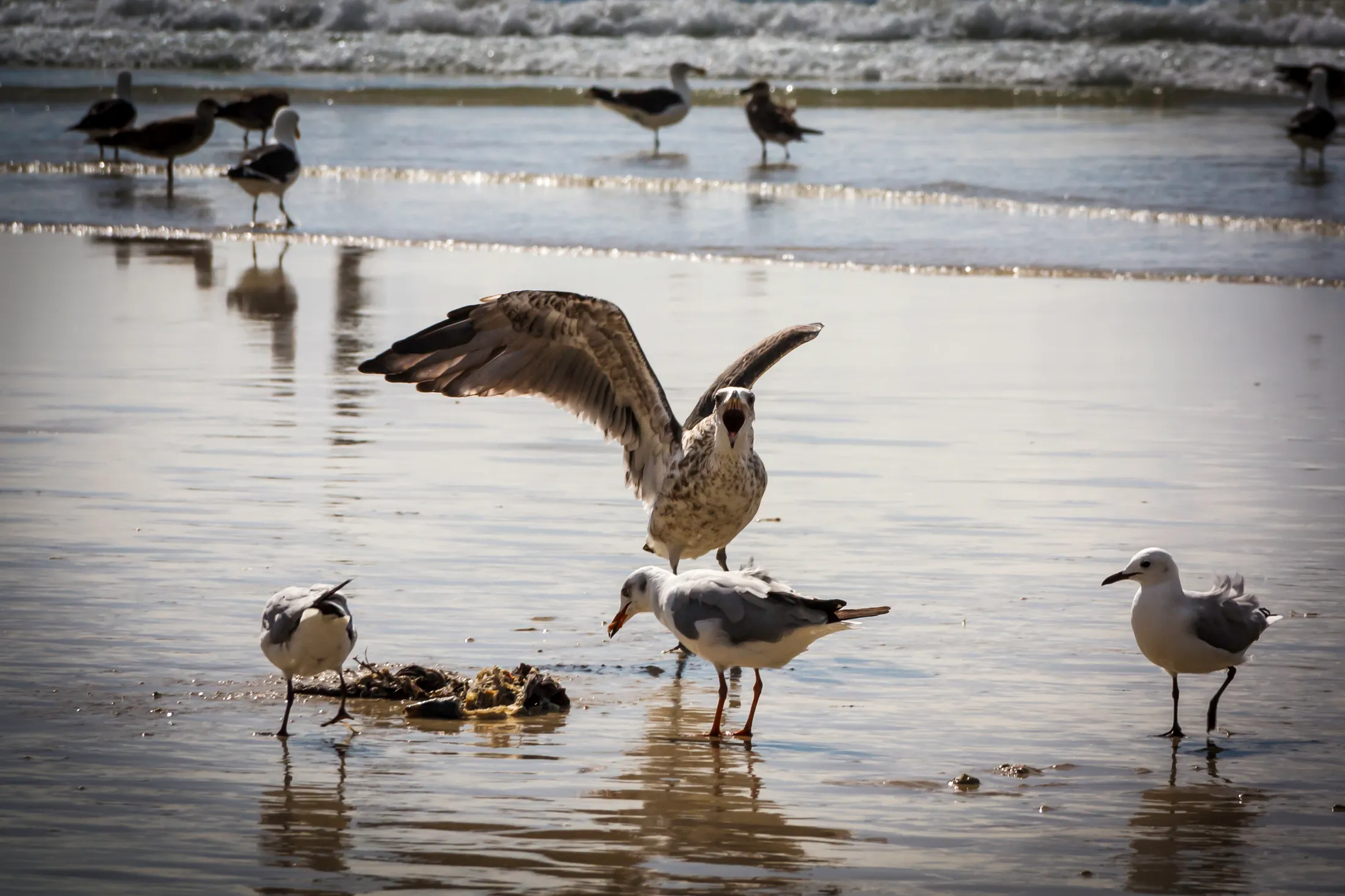 Seagull