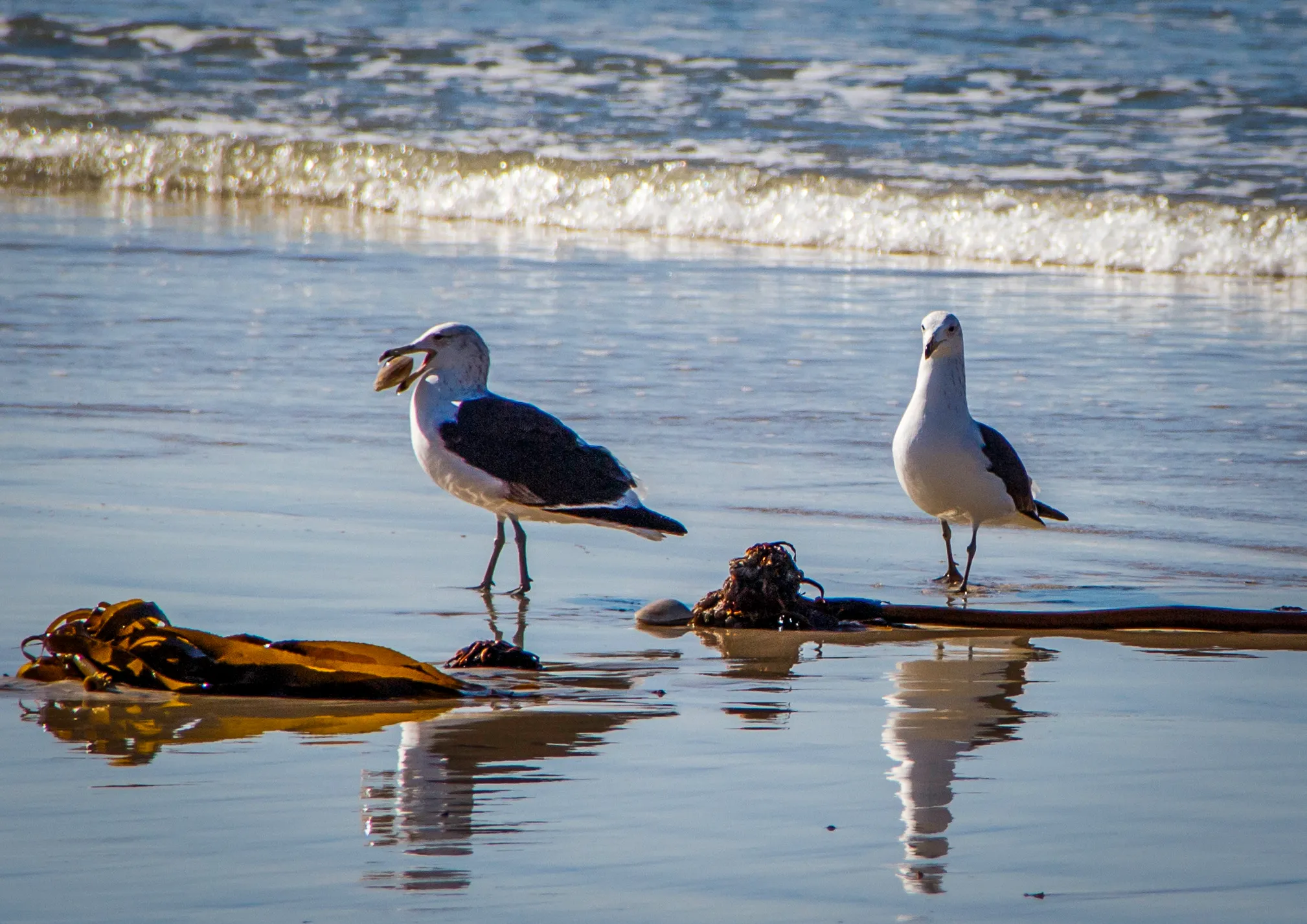 Seagull