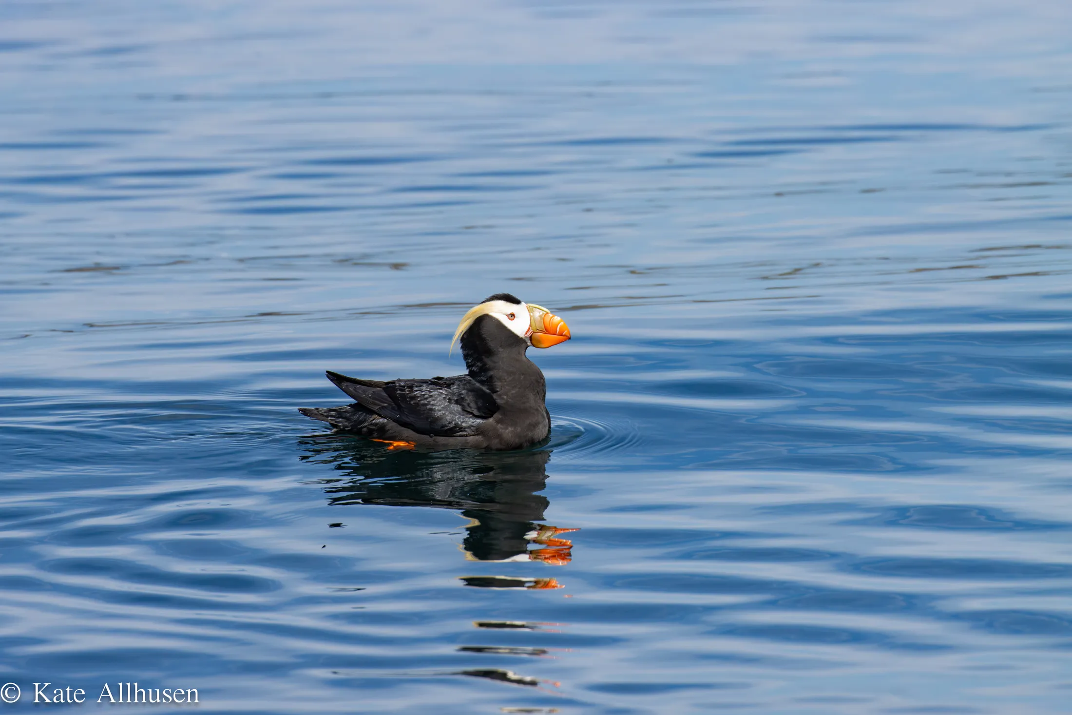 A Lone Sea Parrot