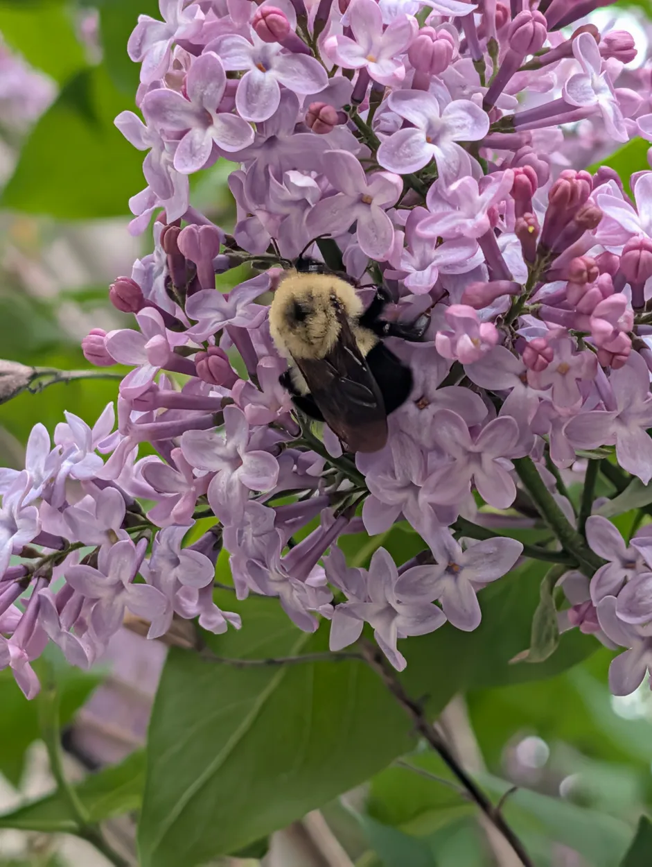 Bumbler on Lilacs